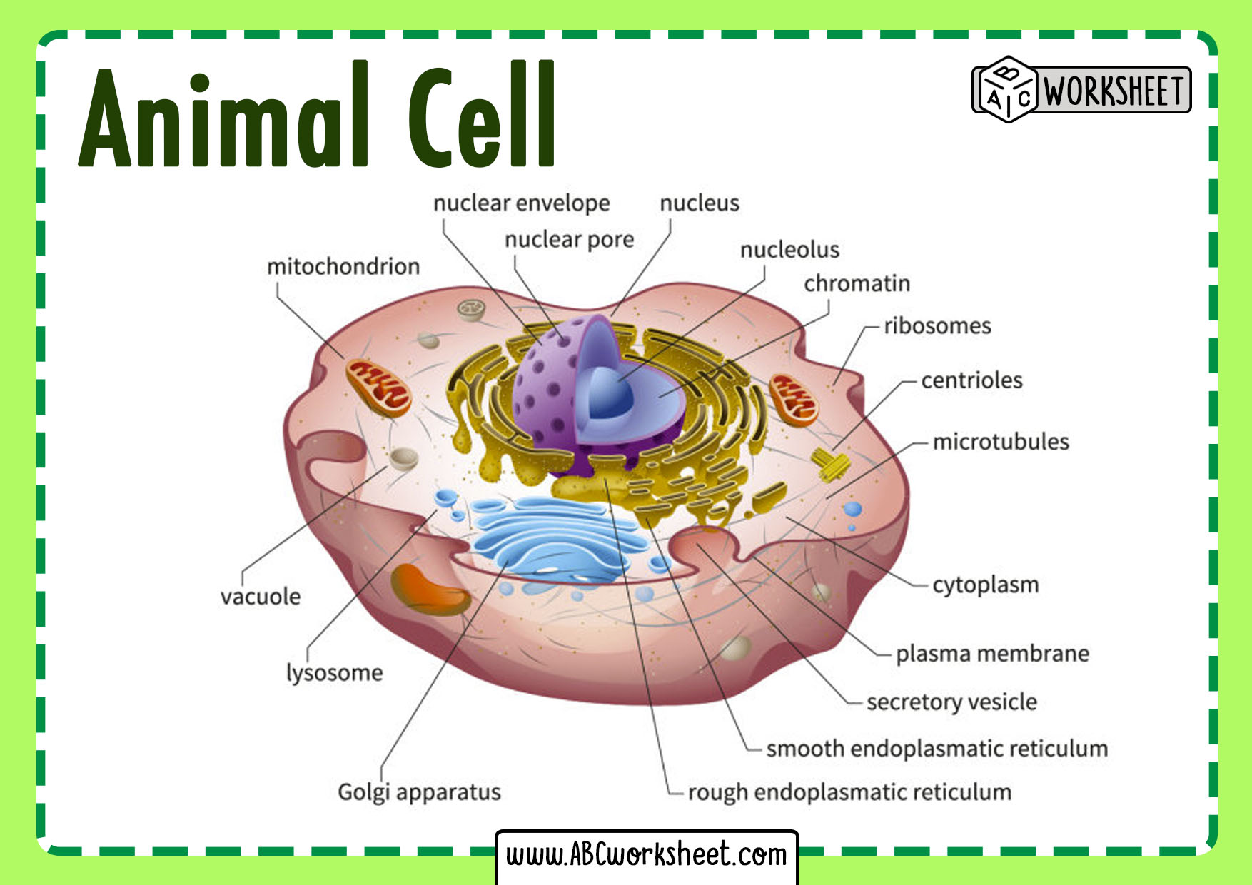 Animal Cell Structure To Its Function : An In-depth Look At The ...