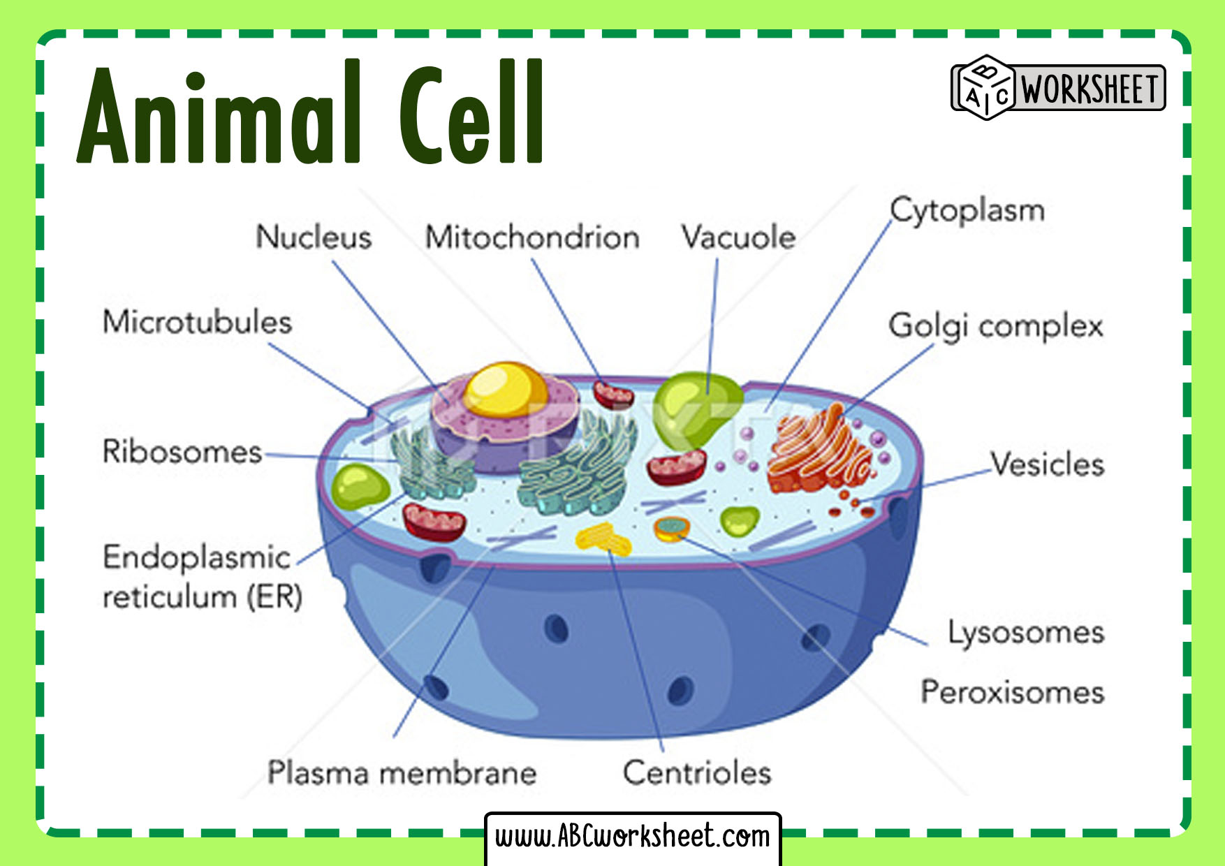 Animal Cell Coloring Worksheet Labeled Www freezhuk