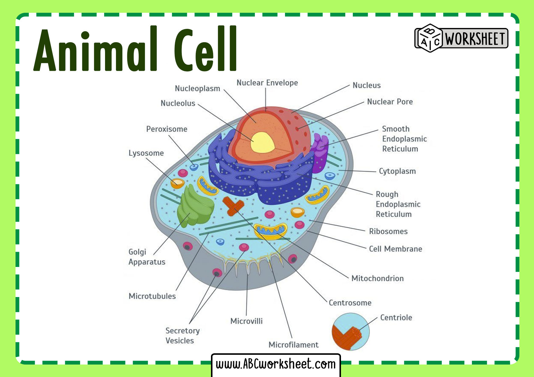 Animal Cell Parts Labeled: Exploring The Intricacies Of The Building ...