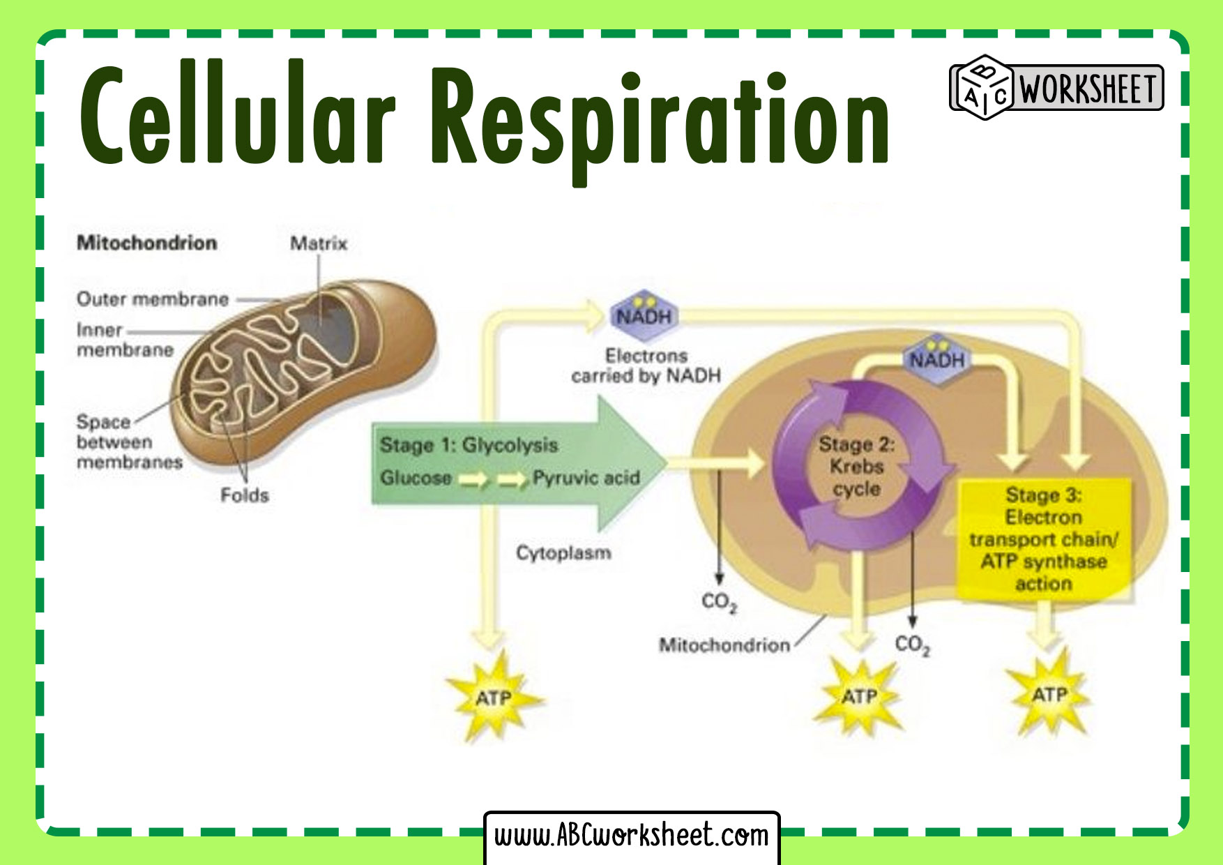 Cellular Respiration