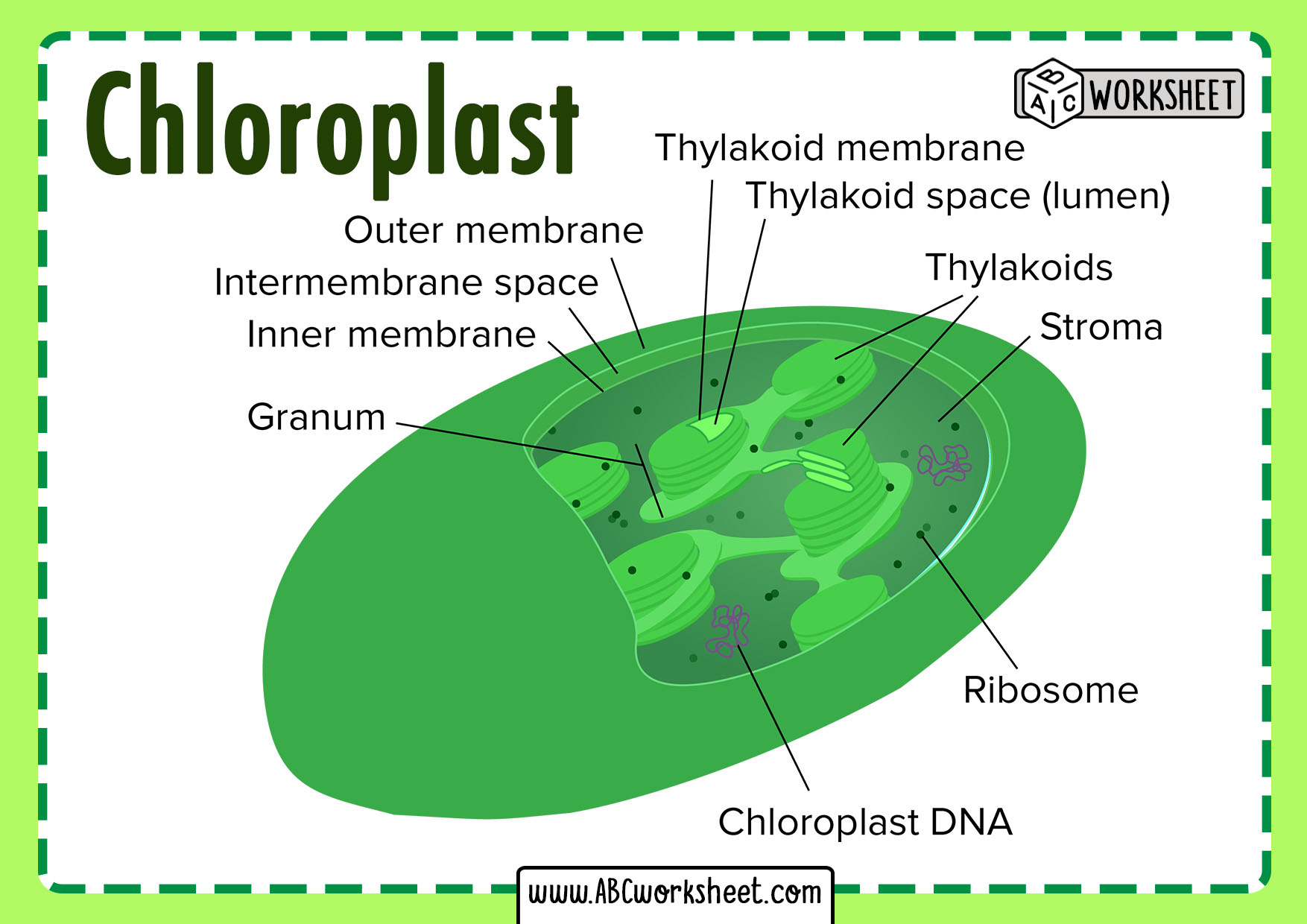 Cellular Respiration Chloroplast - ABC Worksheet