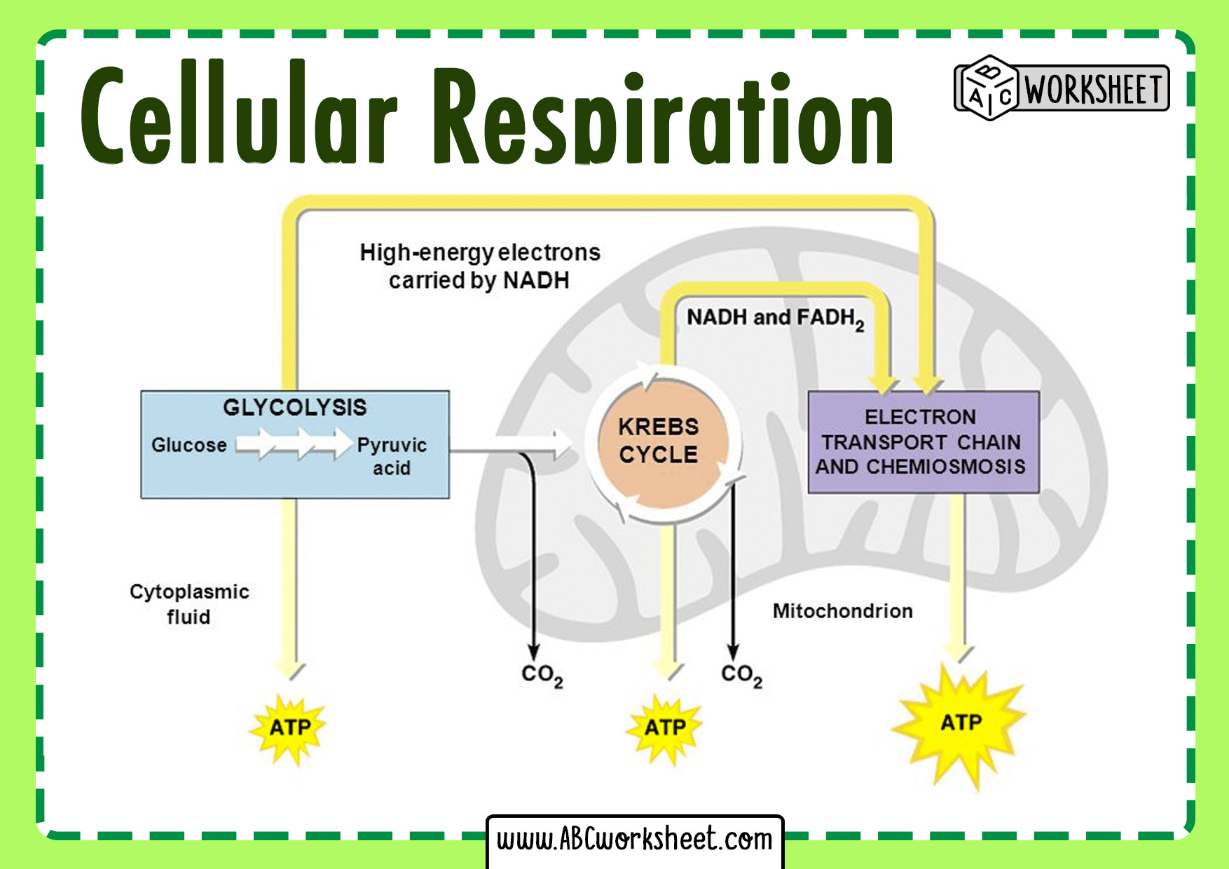 Cellular Respiration Cycle ABC Worksheet