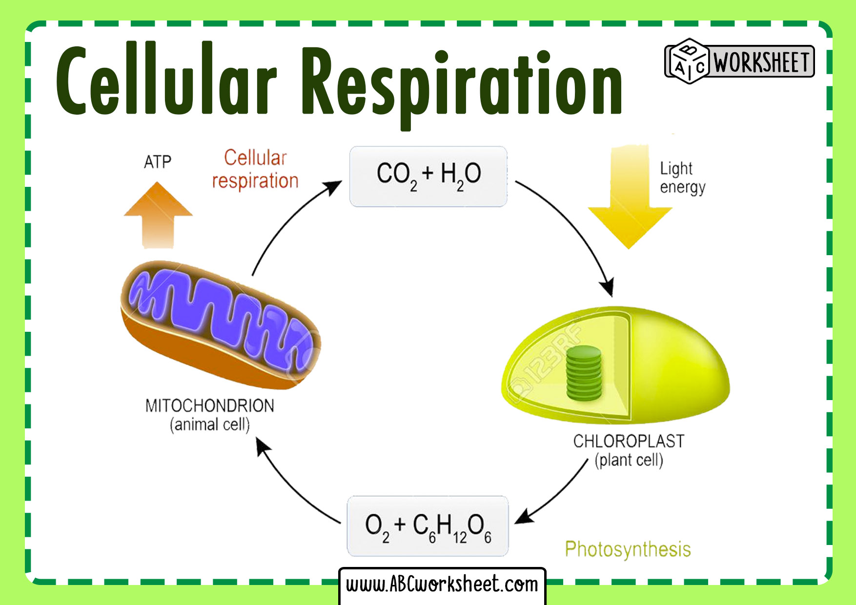 Aerobic Cellular Respiration Drawing ConceptDraw Samples Science And 