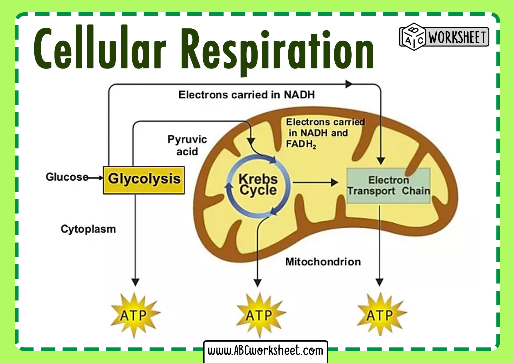 what is cellular respiration essay