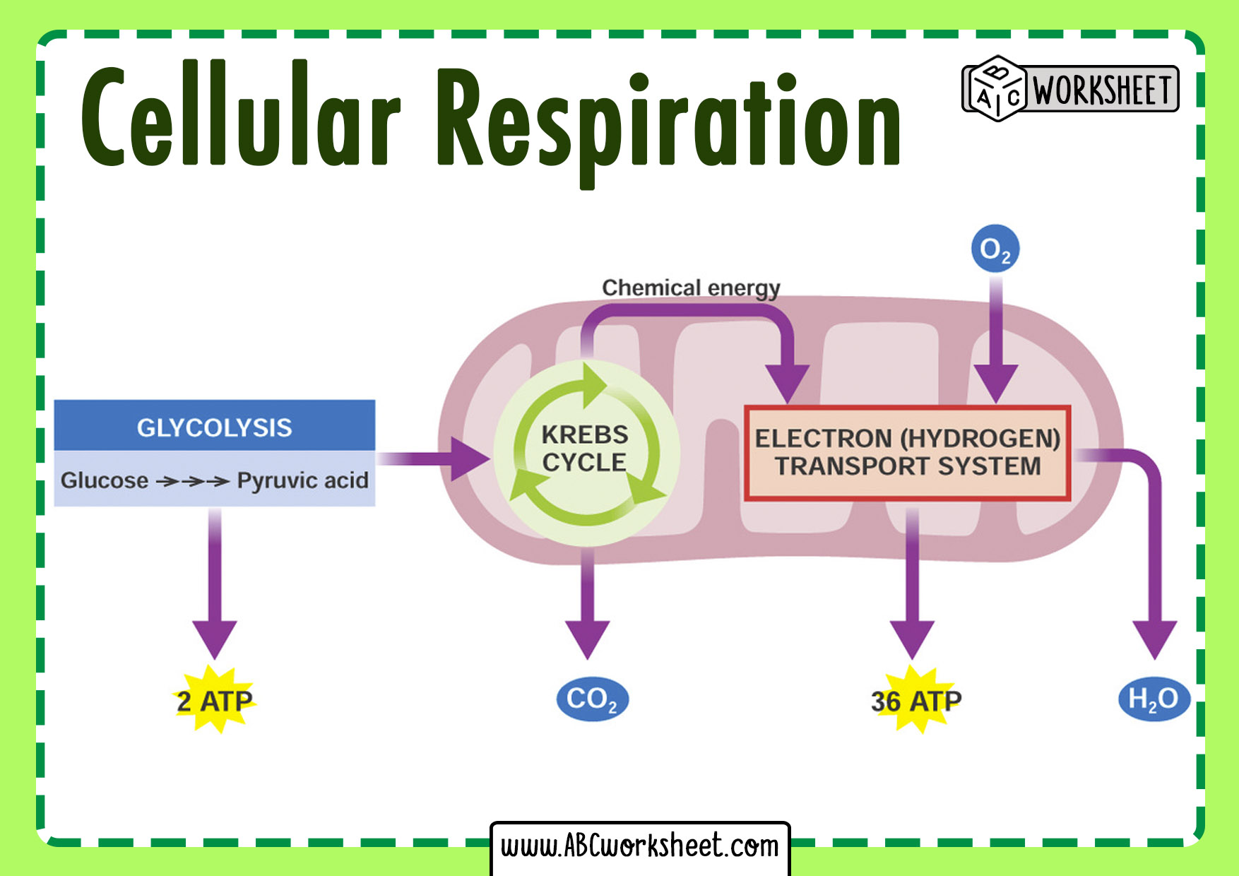 Cellular Respiration Summary - ABC Worksheet