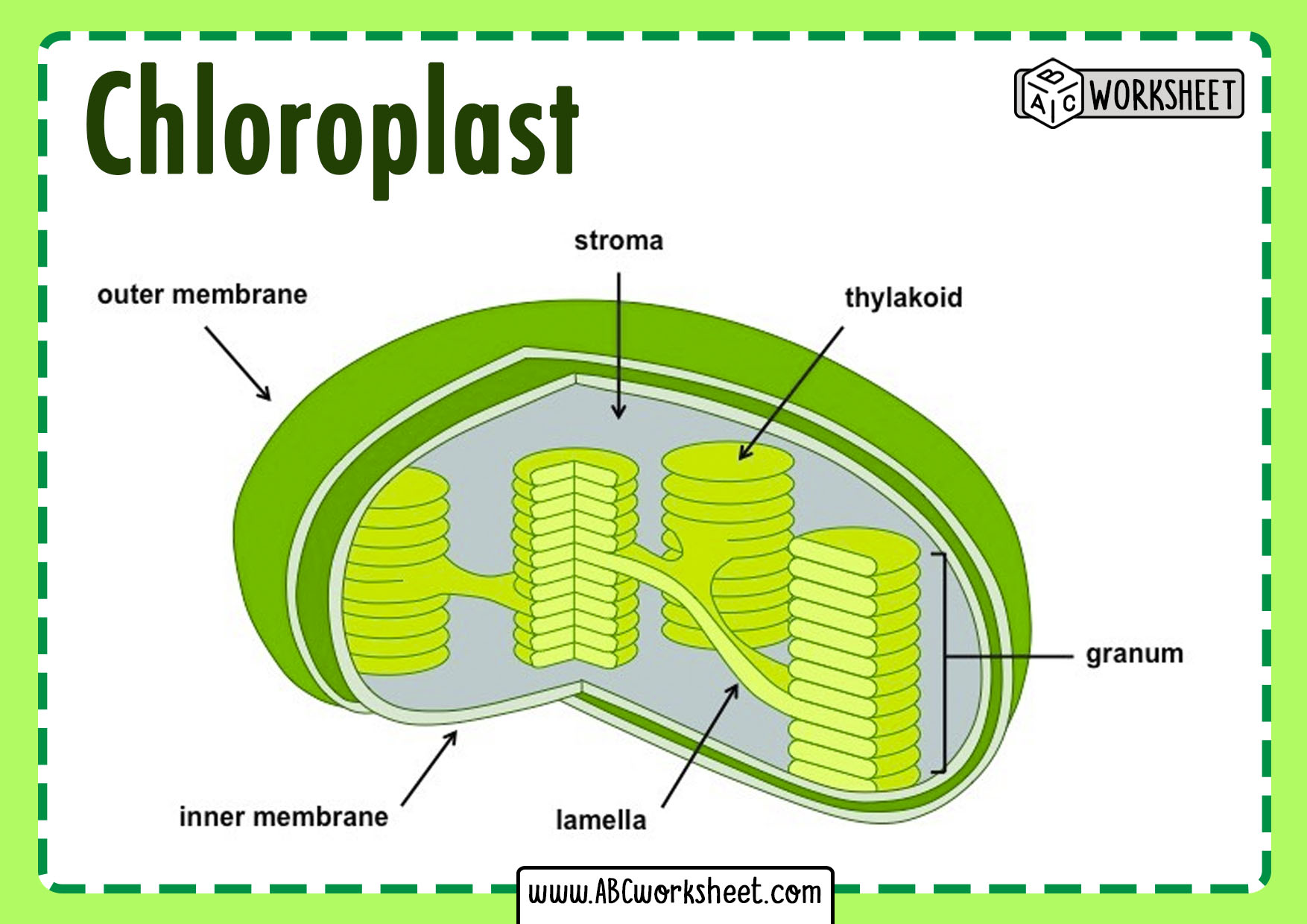 Chloroplast Structure - ABC Worksheet
