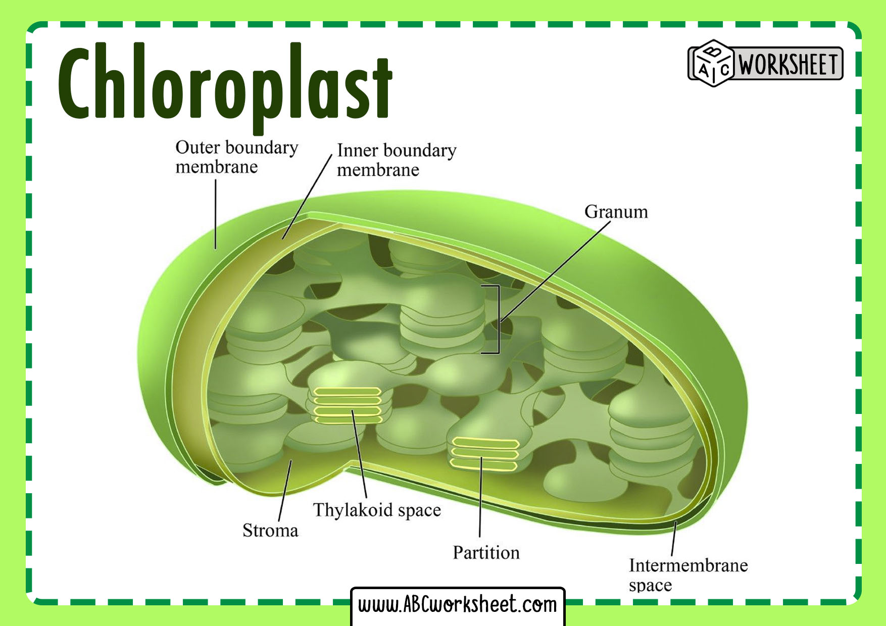 Chloroplast Structure - ABC Worksheet