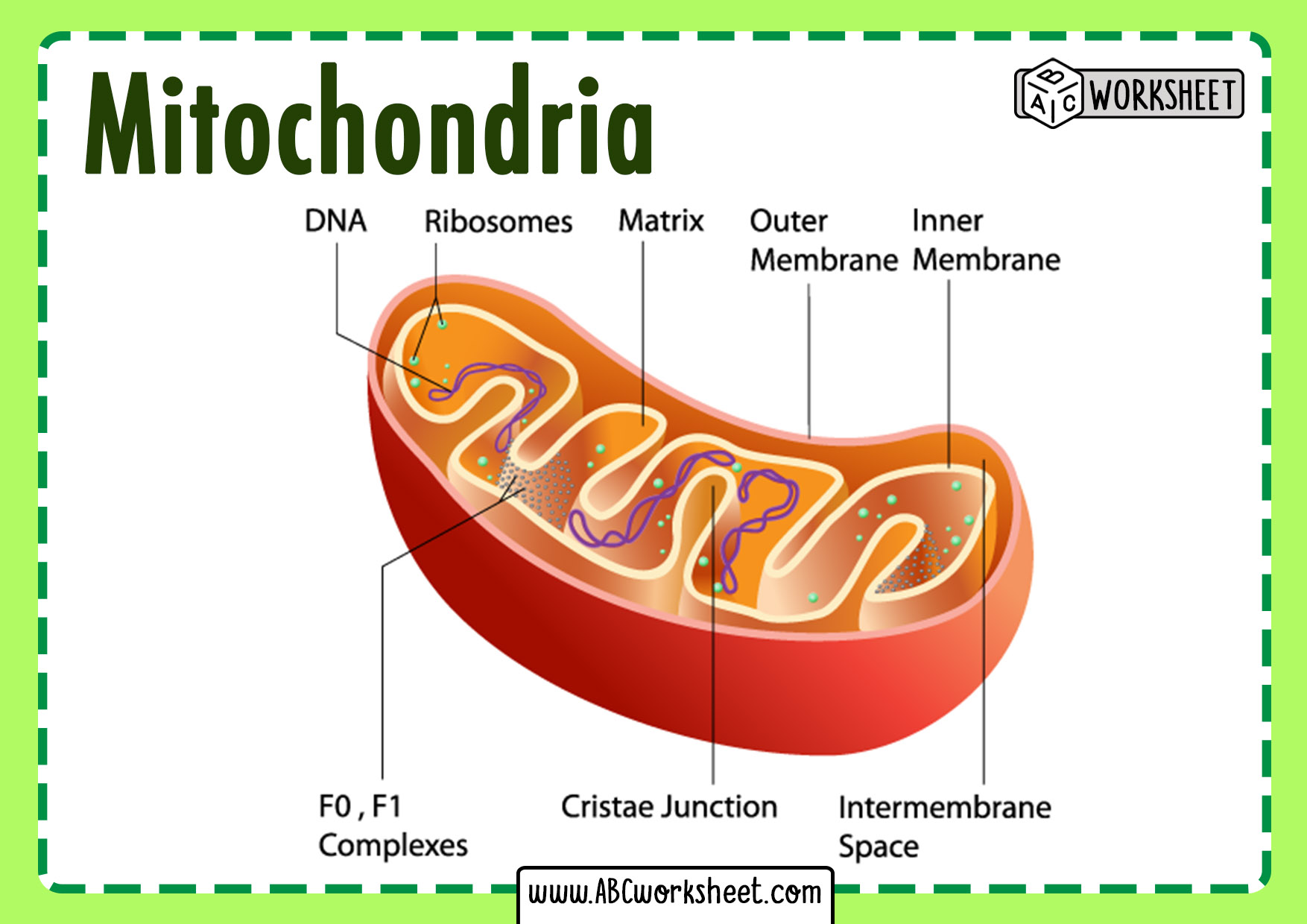 Structure and Parts of a Mitochondria