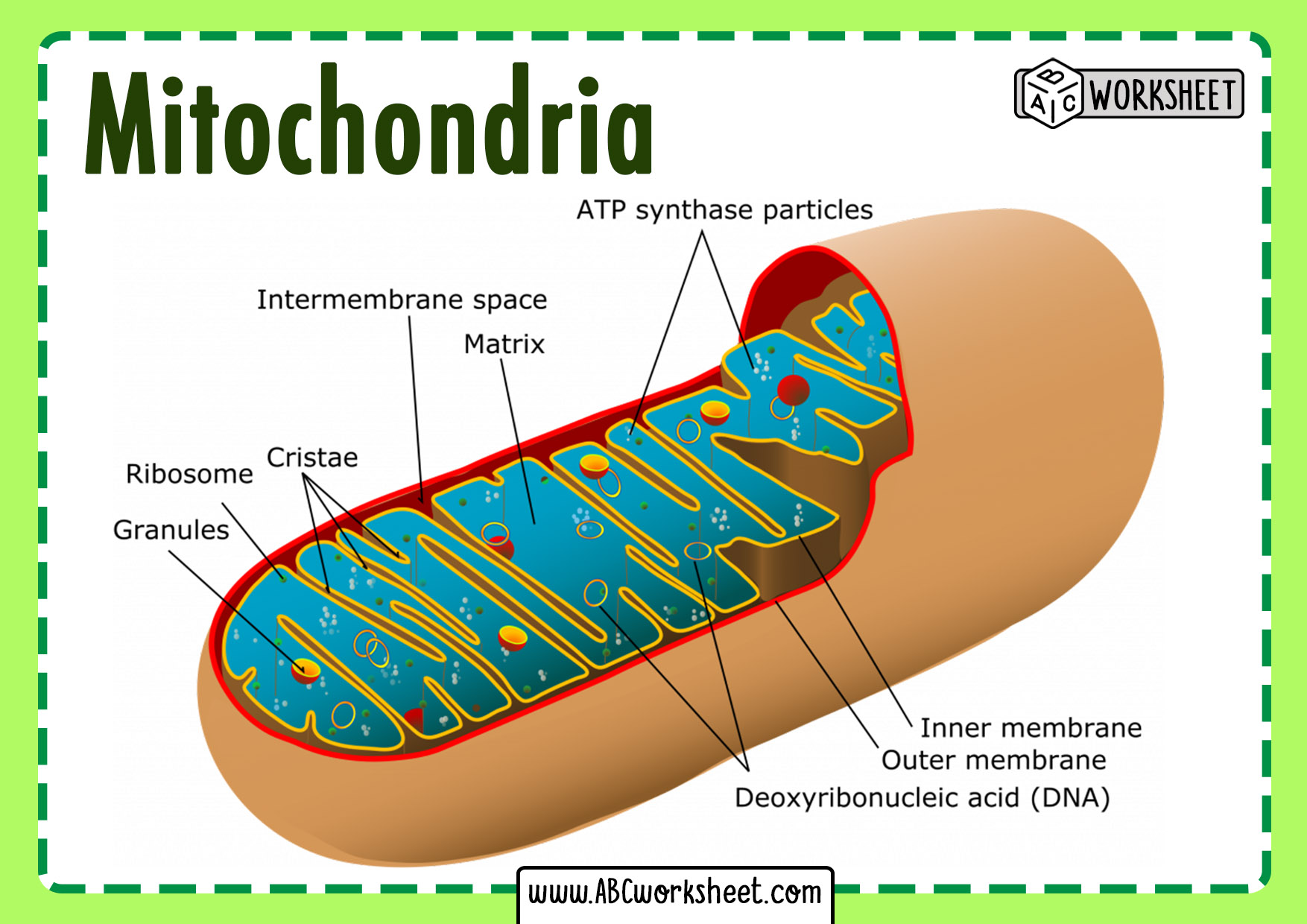 Mitochondria Labeled Diagram