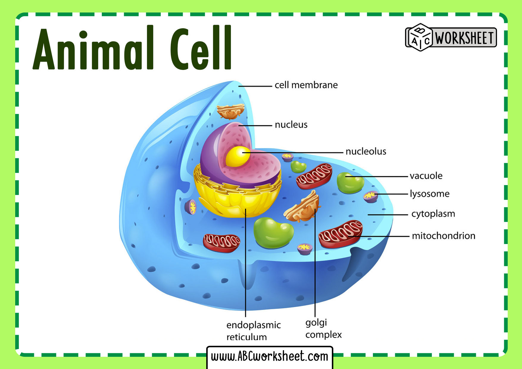 Animal Cell Labeled - DrBeckmann