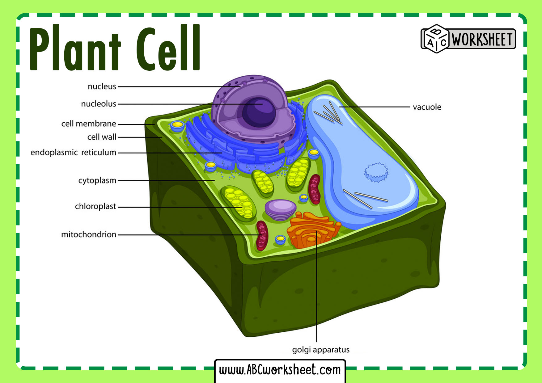 Printable Diagram Of A Plant Cell Printable Word Searches