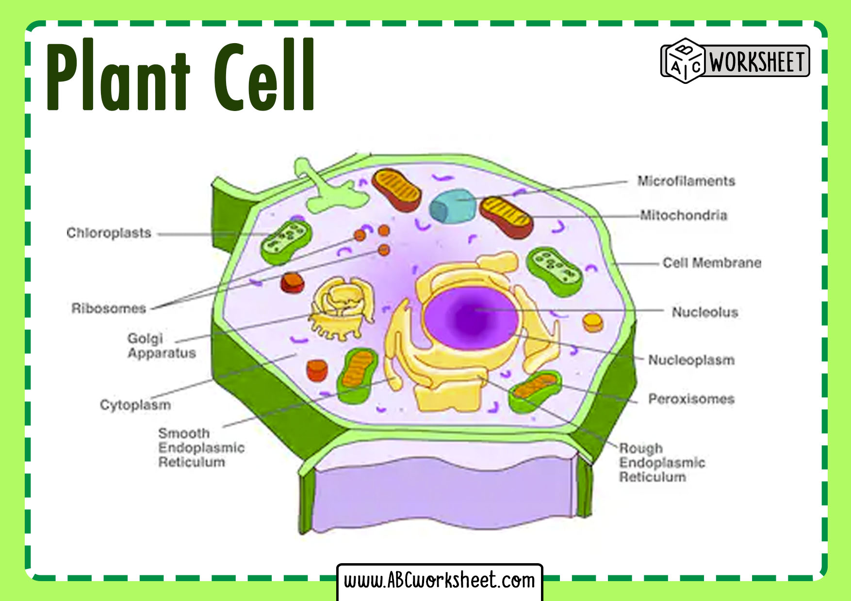 Plant Cell Definition Structure Parts Functions Labeled Diagram Gambaran