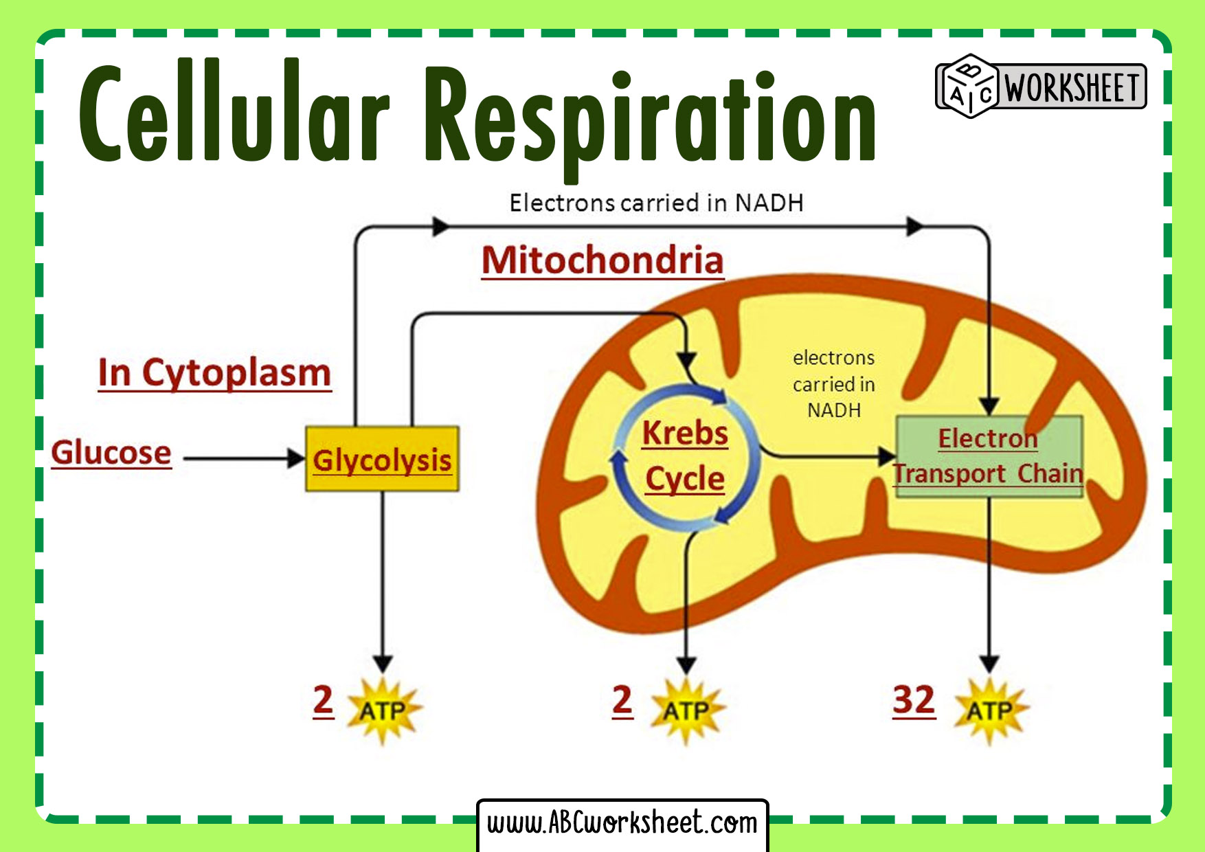 Process of Cellular Respiration ABC Worksheet