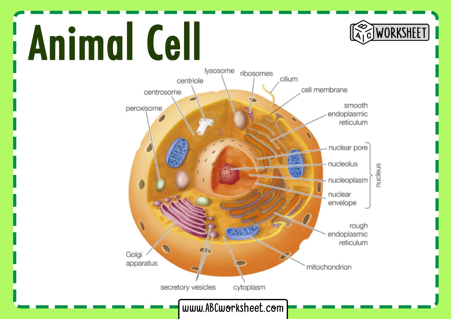 Animal Cell Parts And Structure