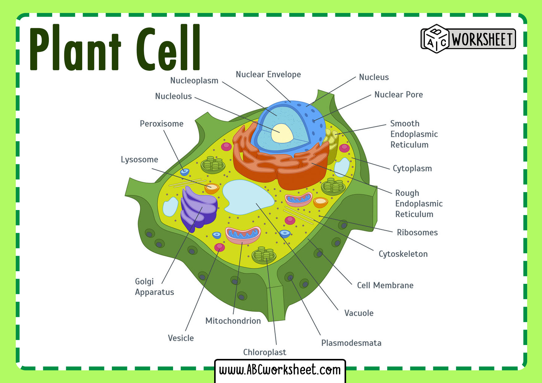 Typical Plant Cell Structure