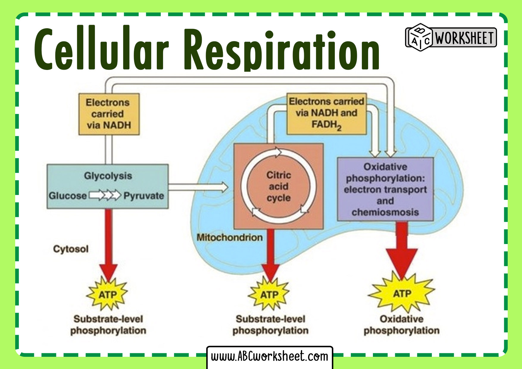 Famous Cellular Respiration Process Diagram Ideas - Bigmantova