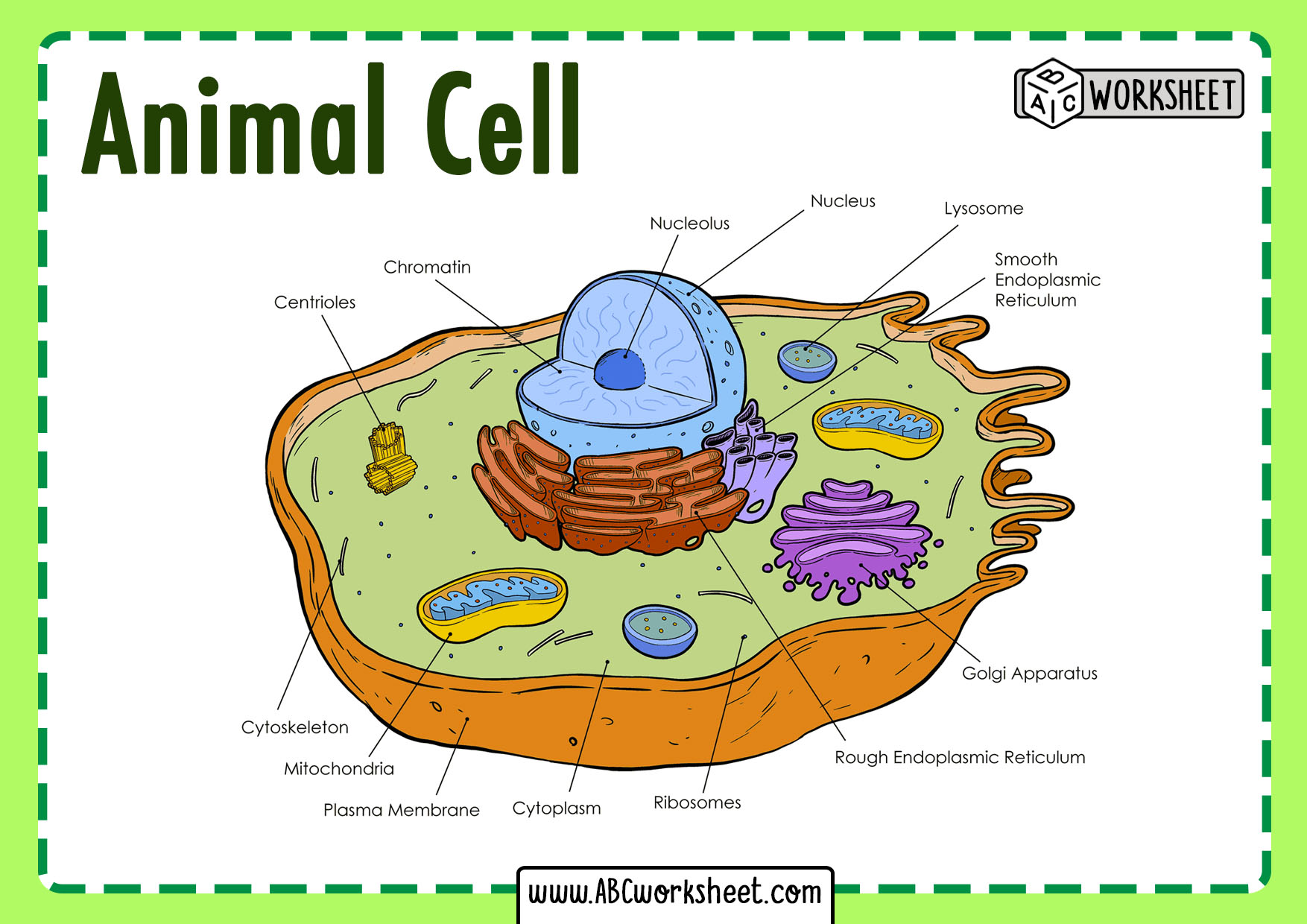 Generalized Animal Cell Worksheet Animal Cell Worksheets In 2020 