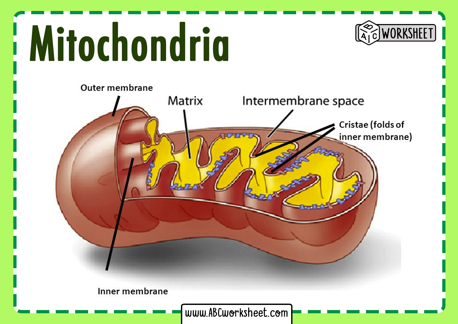 Structure And Parts Of A Mitochondria