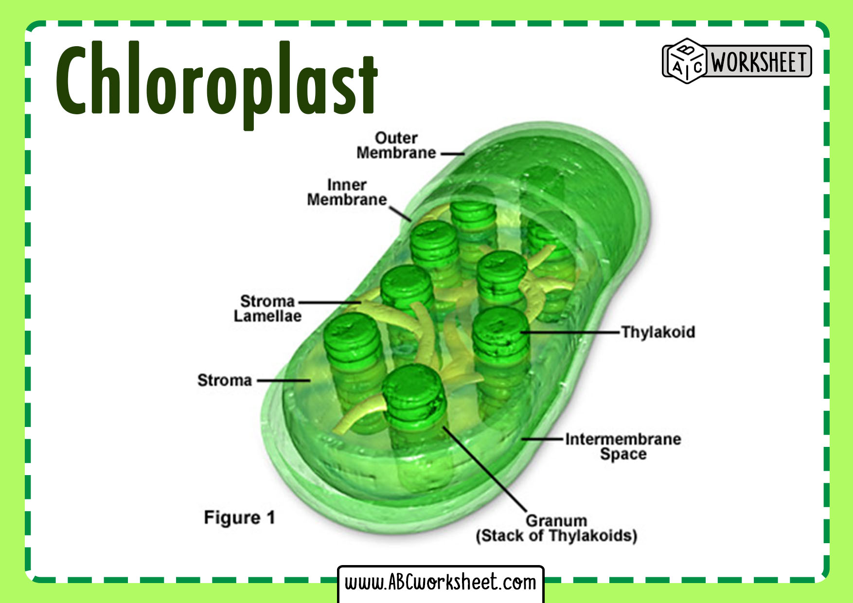 Chloroplast Plant Cell Diagram