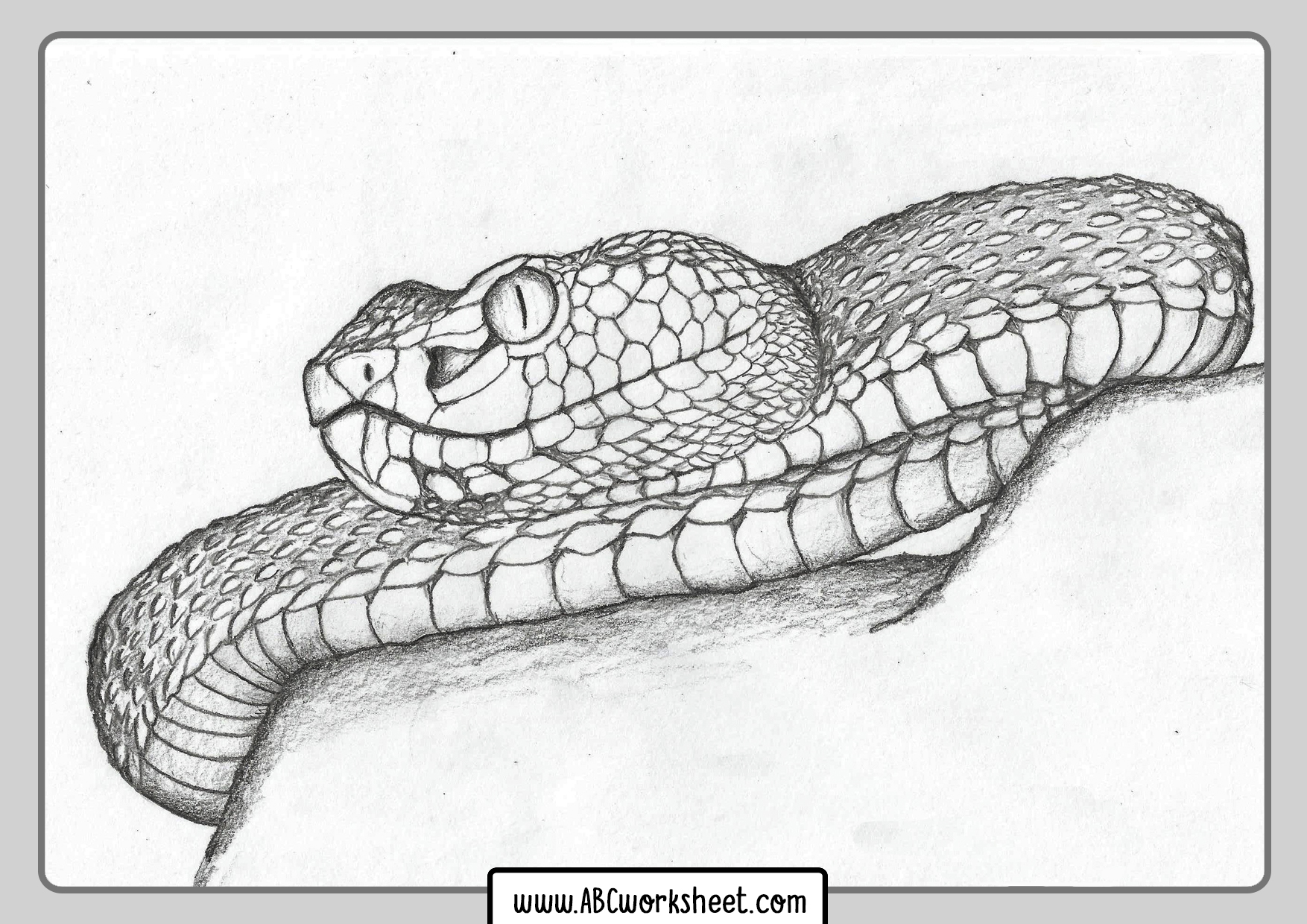 Coloring Pages Of Snakes Realistic