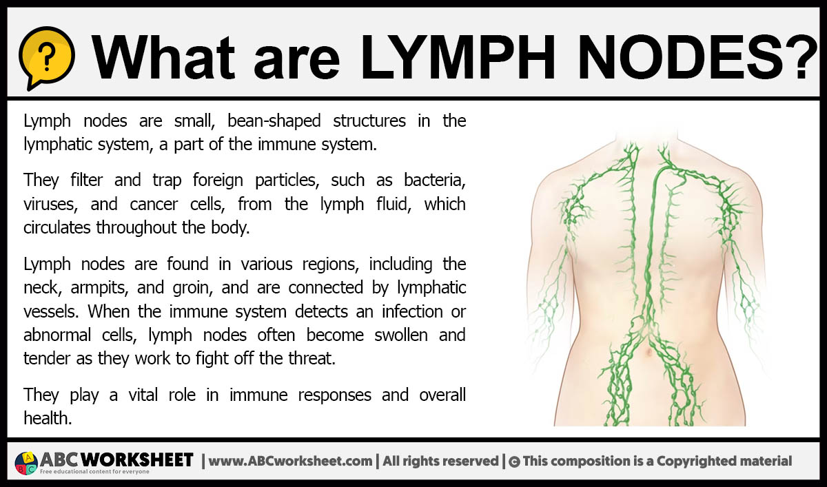 What are Lymph Nodes?